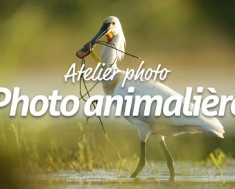 La formation photographe selon formationphotographe.eu La formation photographe selon formationphotographe.eu