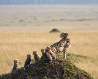 Safari tanzanie, une aventure extraordinaire