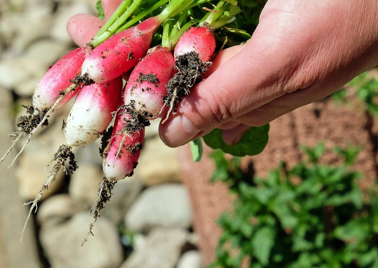Quels sont les meilleurs légumes à semer en juillet pour un potager productif ?